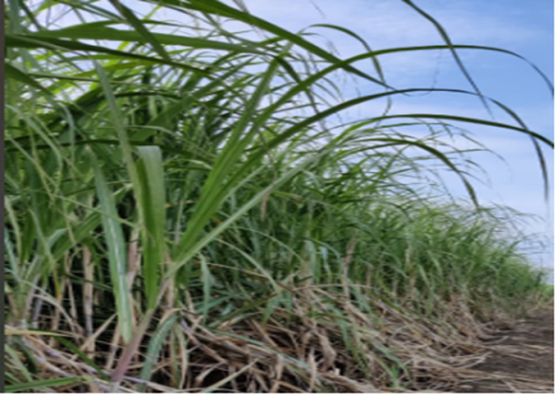 Sugarecane-Farm