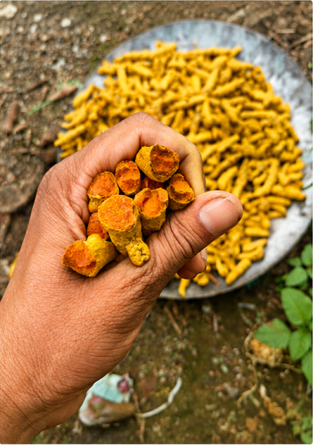 original panel 2 turmeric fingers